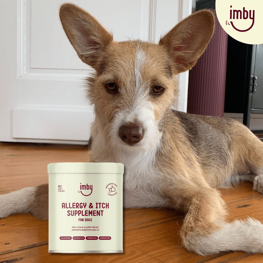 IMBY allergy and itch pet supplement bottle with label, designed to support pet health and skin comfort.