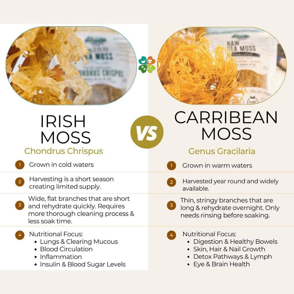 Herbalistas BIO Irish Sea Moss Powder in a jar, showcasing the green, dried Irish sea moss flakes on a white background.
