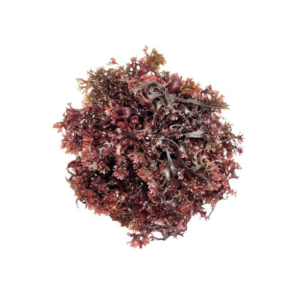 Old Products Connemara BIO Sun Dried Purple Irish Carrageen Moss in a 40g package, showcasing dried purple seaweed on a white background.